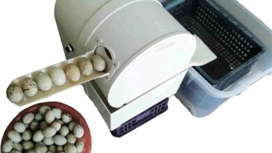 Effortless Egg Cleaning Our Review Of The Electric Egg Washer